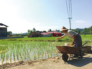 農夫平均耕作年齡62歲