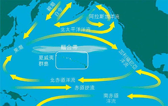 海洋垃圾會隨著海流移動,是全球性的問題。圖為太平洋洋流示意,中央白色輻合帶即為「海洋塑膠濃湯」形成區域。