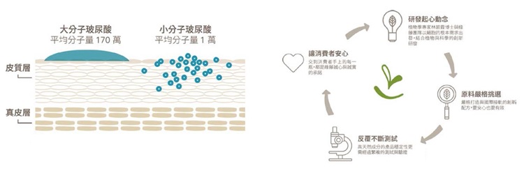 (左圖)高濃度大、小分子玻尿酸分別鎖水、抓水,涵養肌膚保水度。 (右圖)綠藤生機產品研發的核心循環。