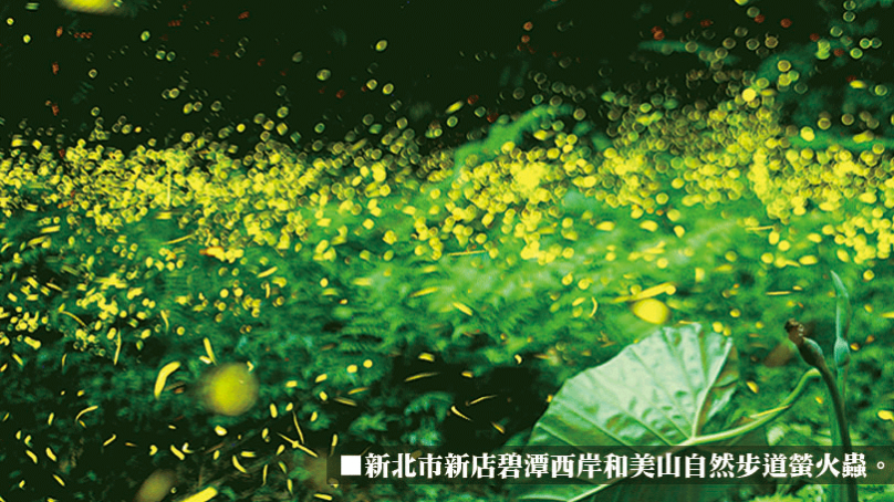 台北都市復育螢火蟲 驚豔國際